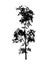 Flower Benjamin - ficus tree, branches with leaves. Black silhouette, on white background