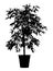 Flower Benjamin - ficus tree in flowerpot, branches with leaves. Black silhouette, on white background