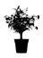Flower Benjamin - ficus tree in flowerpot, branches with leaves. Black silhouette, on white background