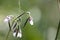 Flower of a bent alligator-flag, Thalia geniculata