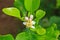 Flower of bergamot fruits on tree