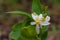 Flower of bergamot fruits on tree