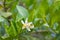 Flower of bergamot fruits on tree