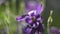 Flower bicolor Aquilegia closeup, summer in June.