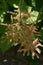 Flower bicolor aruncus vulgaris grows in the half-shade garden