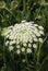 Flower of biennial herbaceous plant wild carrot