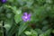 Flower of the Bigleaf Periwinkle