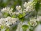 Flower of bird-cherry after rain