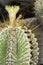 Flower of a bishop\'s cap cactus, Astrophytum ornatum