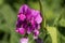 Flower of a bitter vetch, Lathyrus linifolius