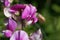 Flower of a bitter vetch, Lathyrus linifolius