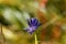Flower of the black rampion Phyteuma nigrum