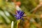 Flower of the black rampion Phyteuma nigrum