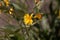 Flower of a black salsify, Scorzonera hispanica