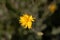 Flower of a black salsify, Scorzonera hispanica