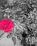 Flower ,black  and  white,colour splash images, beautiful  picture