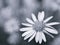 Flower in black and white image, commom daisy flower plants and blurred background ,macro and old vintage style photo