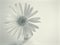 Flower in black and white image, common daisy flower plants and blurred background ,macro and old vintage style photo