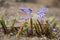 Flower bllue two-leaf squill, Alpine-squill or scilla bifolia in forest