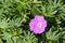 Flower of the blood-red cranesbill, Geranium sanguineum.