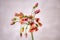 Flower bloom kalanchoe succulent spring