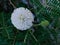 flower bloom, leaves roadside