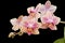 Flower of blooming phalaenopsis orchid