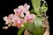 Flower of blooming phalaenopsis orchid