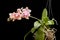 Flower of blooming phalaenopsis orchid