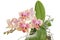 Flower of blooming phalaenopsis orchid