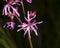 Flower of blooming Ragged-Robin, Lychnis flos-cuculi, detailed macro with dark bokeh background, selective focus