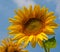 Flower blooming sunflowers