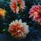 Flower blooms dahlia sunkissed