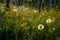 Flower and blossom on a green meadow in a vineyard