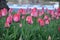 Flower blossom growing pink tulip spring 3