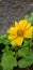 Flower blossom leaf nature daisy petal wildflower plant yellow herb meadow prairie