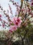 Flower blossom plant petal tree