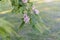 Flower blossom of the robinia tree in park