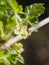 Flower on blossoming gooseberry, Ribes uva-crispa, macro, selective focus, shallow DOF