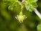 Flower on blossoming gooseberry, Ribes uva-crispa, macro, selective focus, shallow DOF