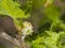 Flower on blossoming gooseberry, Ribes uva-crispa, macro, selective focus, shallow DOF