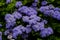 Flower of the blue Billygoat-weed, Bluemink, Flossflower or blue Danube - Ageratum houstonianum - in summer, Bavaria, Germany