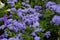 Flower of the blue Billygoat-weed, Bluemink, Flossflower or blue Danube - Ageratum houstonianum - in summer, Bavaria, Germany