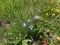 Flower with blue blossom in the mountains of italy