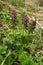 Flower blue broomrape on the green grass. Purple  Wildflower.