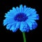 Flower blue calendula, isolated on a black background. Close-up