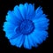 Flower blue calendula isolated on a black background. Close-up.