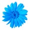 Flower blue calendula, isolated on a white background. Close-up