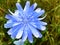 Flower of blue chicory