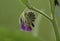 Flower of blue comfrey Symphytum officinale close-up of the perennial herb plant growing wild in moist grasslands, copy space